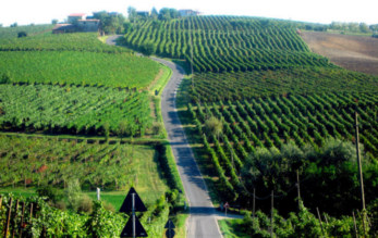 Ferraia Winery 36.jpg
