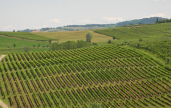 Ferraia Winery 7.jpg